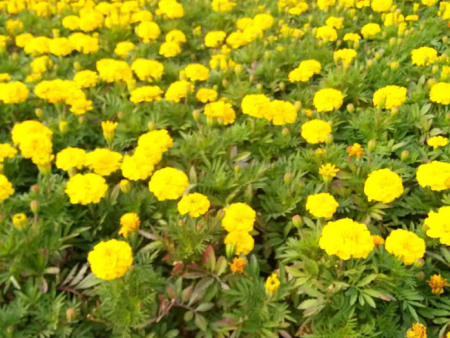 孔雀草（黄色）