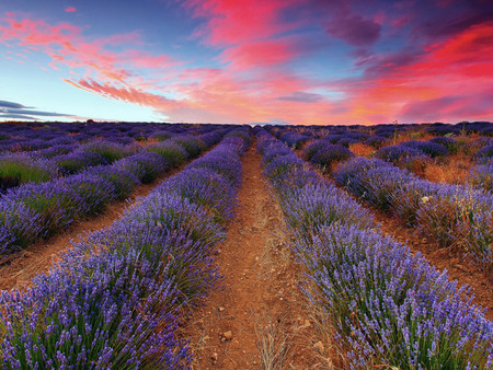 薰衣草花海