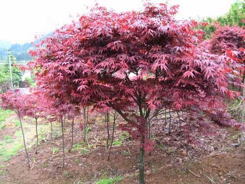 红枫